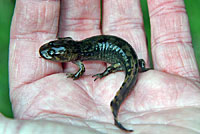 Coastal Giant Salamander larva