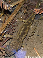 Coastal Giant Salamander larva