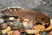 Coastal Giant Salamander larva