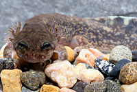 Coastal Giant Salamander larva