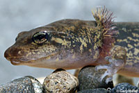 Coastal Giant Salamander larva