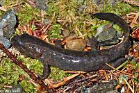 Coastal Giant Salamander larva