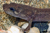 Coastal Giant Salamander larva