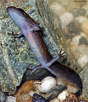 Coastal Giant Salamander larva