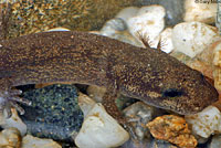 Coastal Giant Salamander larva