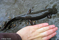 Coastal Giant Salamander neotene