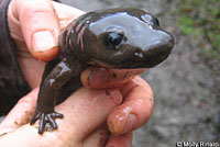 Coastal Giant Salamander neotene