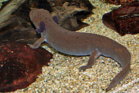 Coastal Giant Salamander