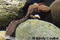 Coastal Giant Salamander larva