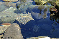 Coastal Giant Salamander larva