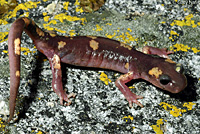 Yellow-blotched Ensatina