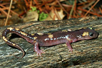 Yellow-blotched Ensatina