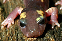 Yellow-blotched Ensatina