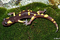 Yellow-blotched Ensatina