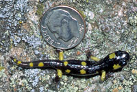 Yellow-blotched Ensatina