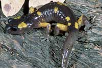 Yellow-blotched Ensatina