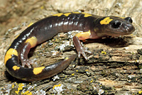 Yellow-blotched Ensatina