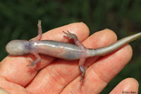 Yellow-blotched Ensatina