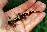 Yellow-blotched Ensatina