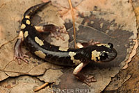 Yellow-blotched Ensatina