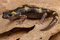 Yellow-blotched Ensatina