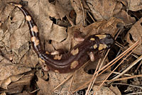 Yellow-blotched Ensatina