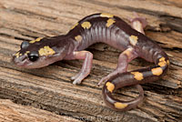 Yellow-blotched Ensatina