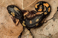 Yellow-blotched Ensatina