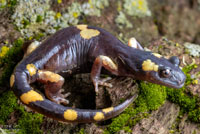 Yellow-blotched Ensatina