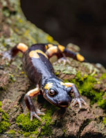 Yellow-blotched Ensatina