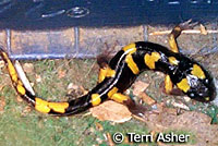 Yellow-blotched Ensatina