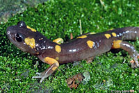 Yellow-blotched Ensatina