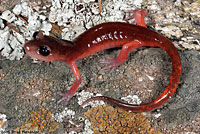 Monterey Ensatina