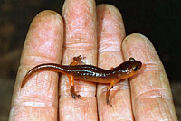 Monterey Ensatina