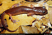 Monterey Ensatina