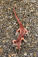 California Newt