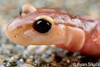 California Newt