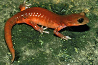 Monterey Ensatina