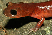 Monterey Ensatina