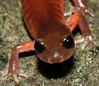 Monterey Ensatina