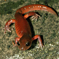 Monterey Ensatina