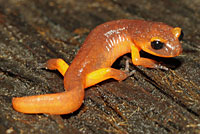 Monterey Ensatina