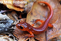 California Newt