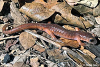 Large-blotched Ensatina