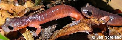 Monterey Ensatina