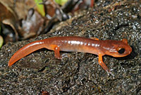 Monterey Ensatina