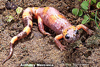 Large-blotched Ensatina