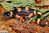 Large-blotched Ensatina