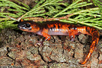 Large-blotched Ensatina