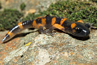 Large-blotched Ensatina